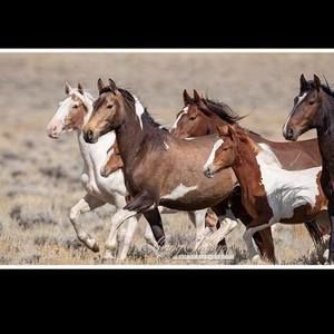 Meet your Posher, Daisy